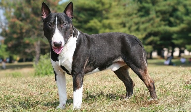 Which Dog Breeds Truly Need Winter Jumpers?