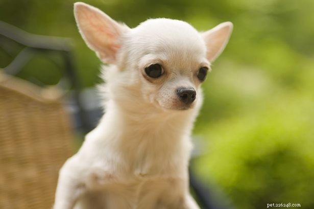 Which Dog Breeds Truly Need Winter Jumpers?