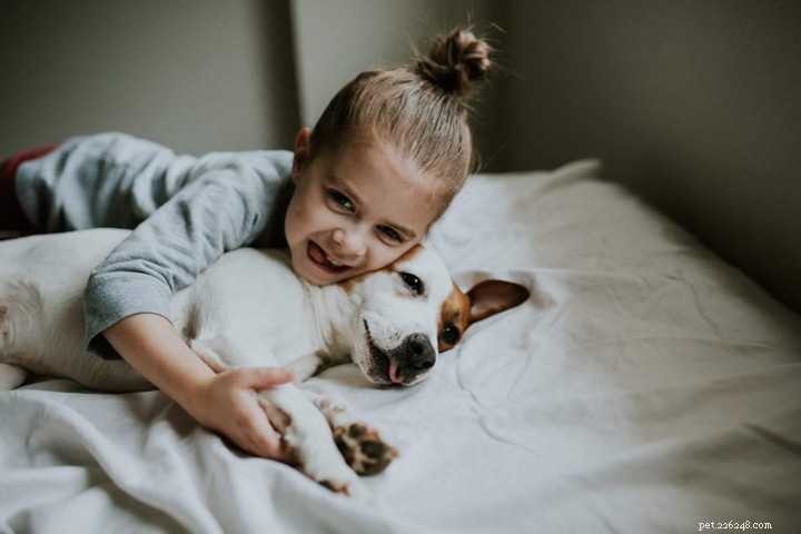 Whippet Dog Breed: Traits, Temperament & Ideal Lifestyle