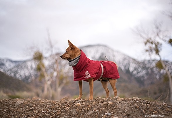 How to Keep Your Waterproof Dog Coat New and Lasting Longer