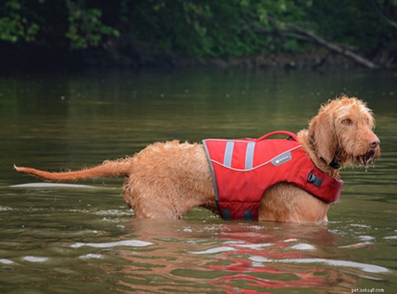 How to Keep Your Waterproof Dog Coat New and Lasting Longer