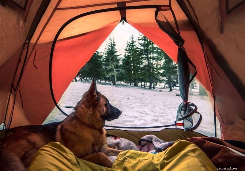 Choosing the Right Crate Size and Type for Your German Shepherd-Husky Mix