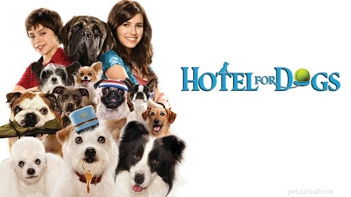 Top 10 Must‑Watch Films Centered Around Dogs
