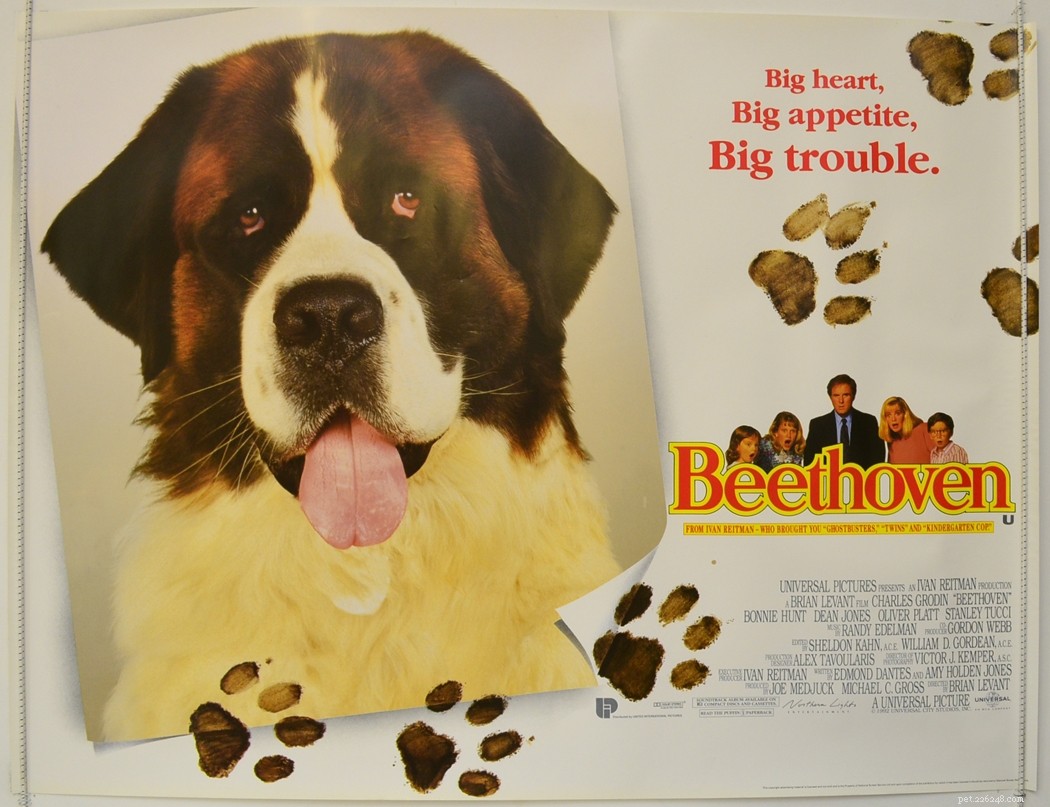 Top 10 Must‑Watch Films Centered Around Dogs