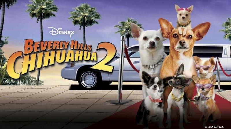 Top 10 Must‑Watch Films Centered Around Dogs