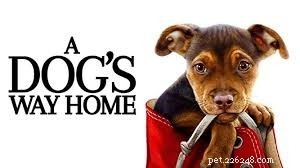 Top 10 Must‑Watch Films Centered Around Dogs