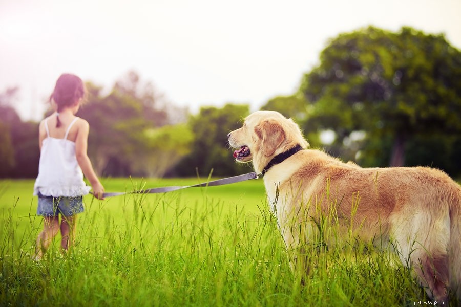 Golden Retriever vs. German Shepherd‑Husky Mix: A Comprehensive Breed Comparison