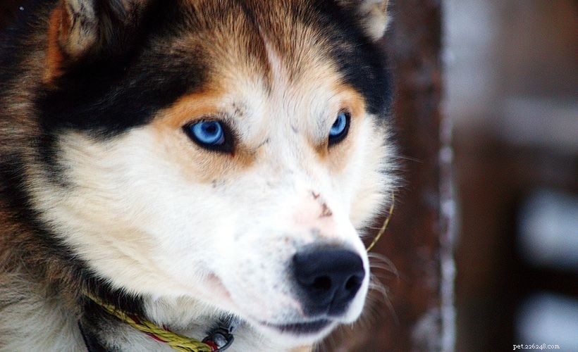 German Shepherd‑Husky Mix: Separating Fact from Fear – A Guide to Their Temperament