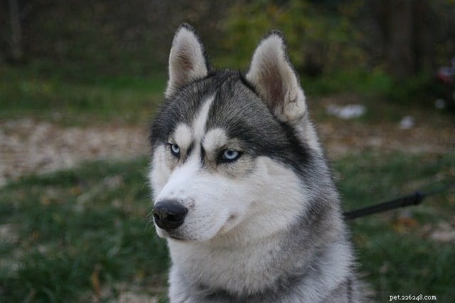 German Shepherd‑Husky Mix: Separating Fact from Fear – A Guide to Their Temperament