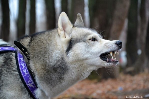 German Shepherd‑Husky Mix: Separating Fact from Fear – A Guide to Their Temperament