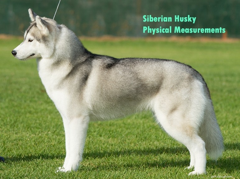 White German Shepherd & Husky Mix: 6 Key Differences Explained
