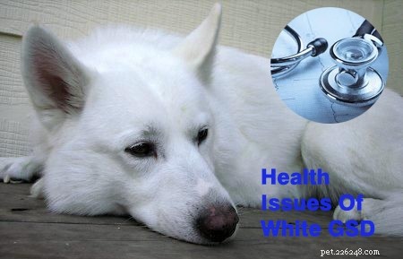 White German Shepherd & Husky Mix: 6 Key Differences Explained