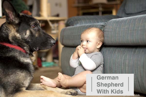 German Shepherd & Husky Mix vs. Wolf Mix: 6 Key Differences Explained