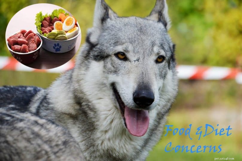 German Shepherd & Husky Mix vs. Wolf Mix: 6 Key Differences Explained