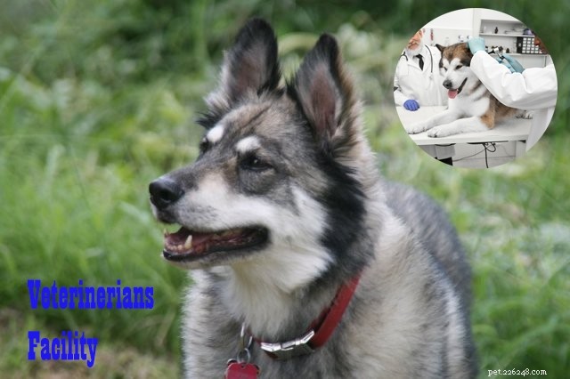 German Shepherd & Husky Mix vs. Wolf Mix: 6 Key Differences Explained
