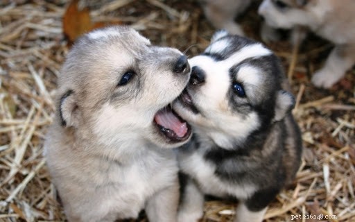 German Shepherd & Husky Mix vs. Wolf Mix: 6 Key Differences Explained