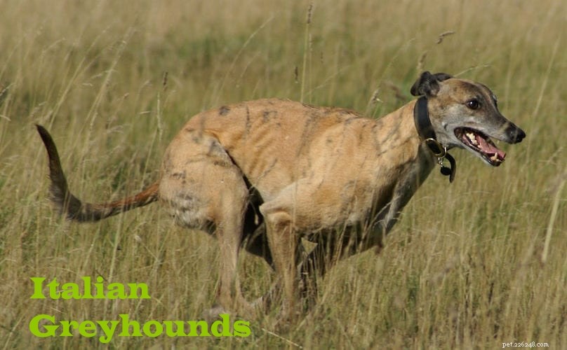 Whippet Dog Breed: Key Facts & Traits You Need to Know