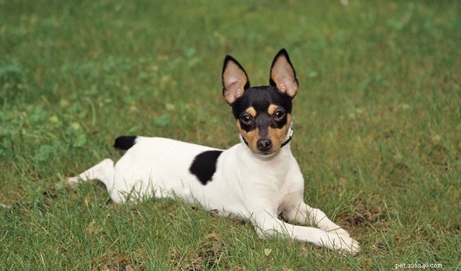 Whippet Dog Breed: Key Facts & Traits You Need to Know