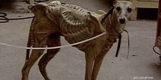 Whippet Dog Breed: Key Facts & Traits You Need to Know