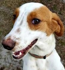 Whippet Dog Breed: Key Facts & Traits You Need to Know