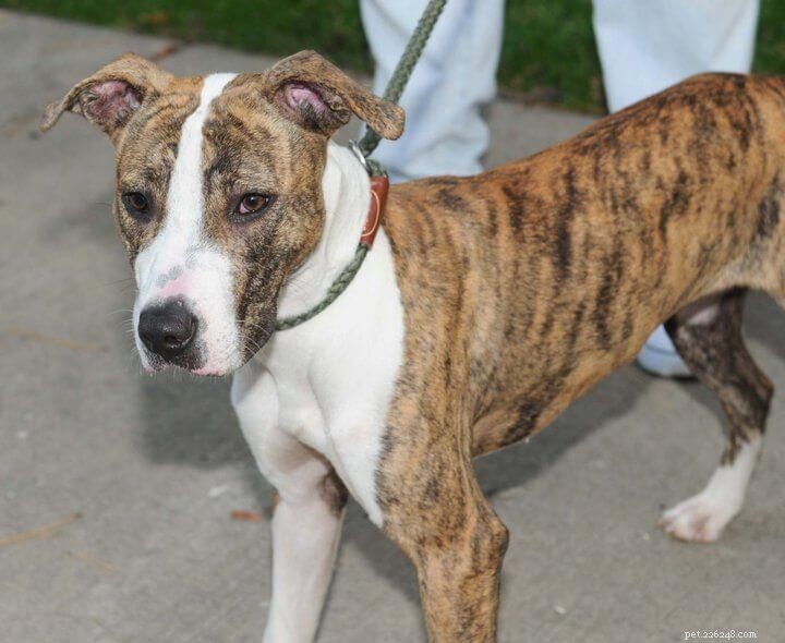 Whippet Dog Breed: Key Facts & Traits You Need to Know