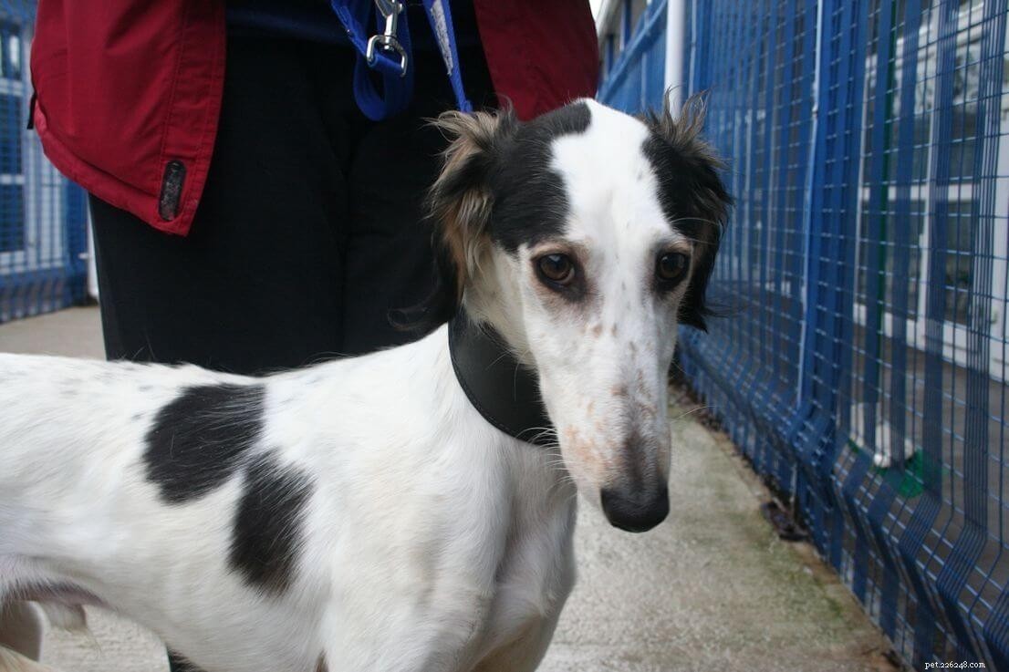Whippet Dog Breed: Key Facts & Traits You Need to Know