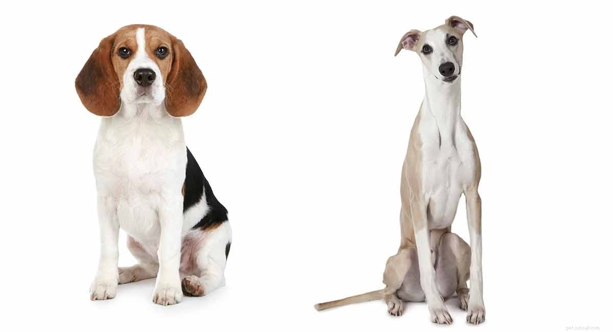 Whippet Dog Breed: Key Facts & Traits You Need to Know