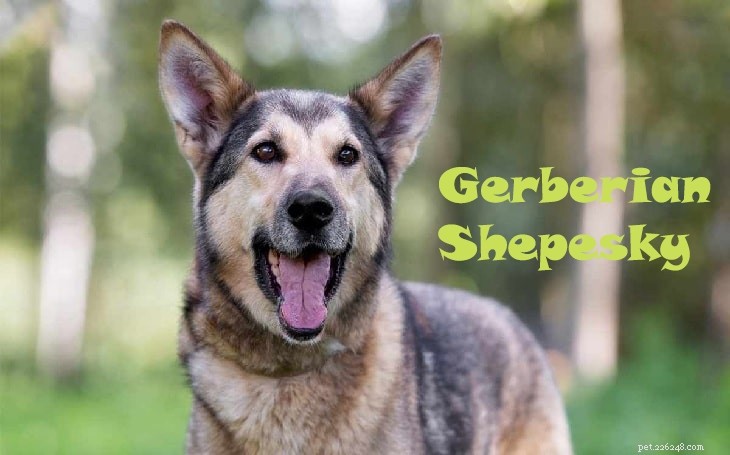 Gerberian Shepsky & Alaskan Husky: Key Facts About the German Shepherd-Husky Mix