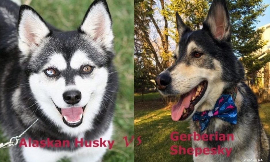 Gerberian Shepsky & Alaskan Husky: Key Facts About the German Shepherd-Husky Mix
