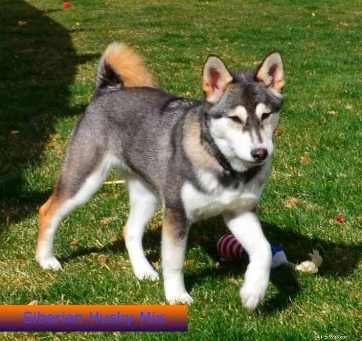 German Shepherd Hybrids: Husky vs. Corgi – Choosing the Right Mix