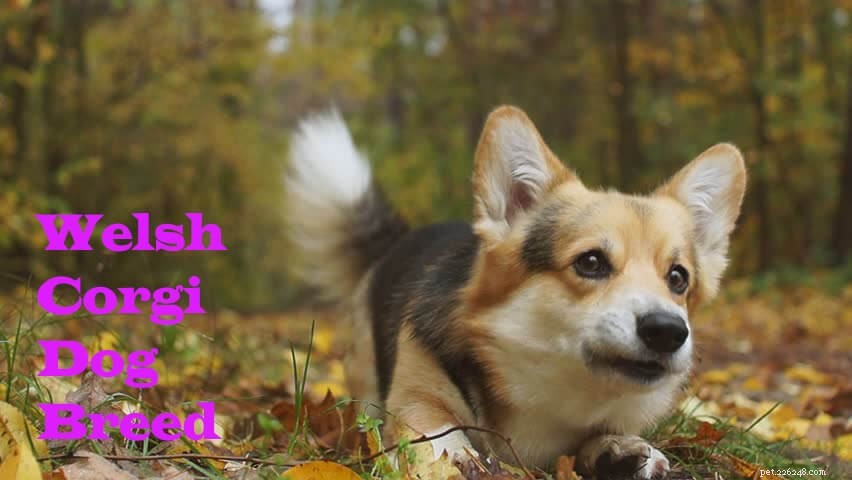German Shepherd Hybrids: Husky vs. Corgi – Choosing the Right Mix