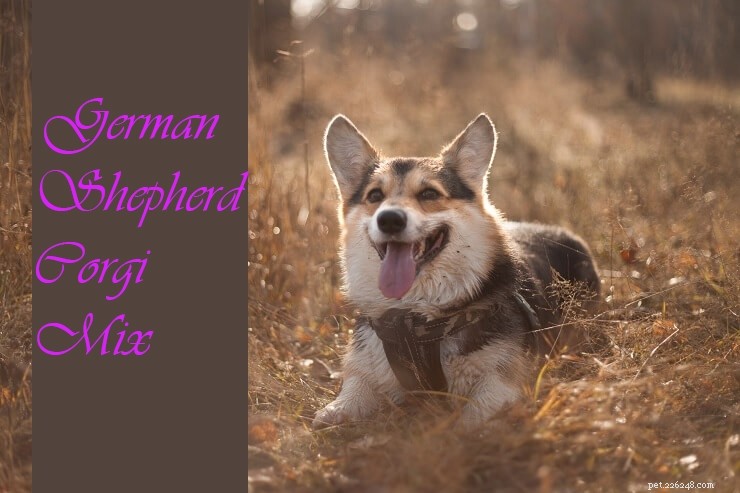 German Shepherd Hybrids: Husky vs. Corgi – Choosing the Right Mix