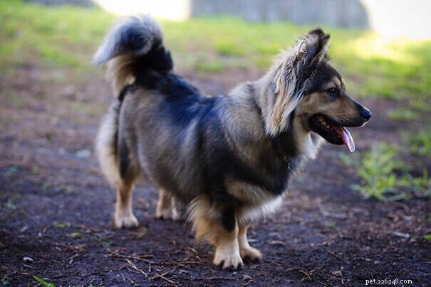 German Shepherd Hybrids: Husky vs. Corgi – Choosing the Right Mix