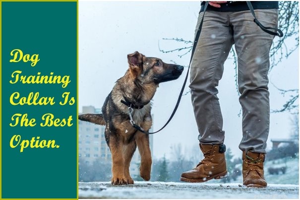 Choosing the Right Training Collars or Harnesses for German Shepherd‑Husky Mixes