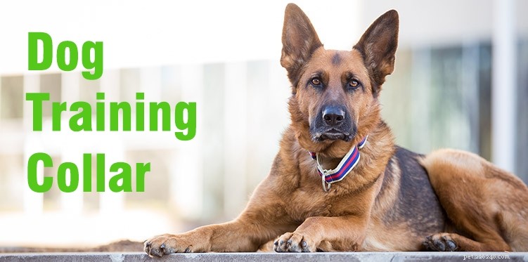 Choosing the Right Training Collars or Harnesses for German Shepherd‑Husky Mixes