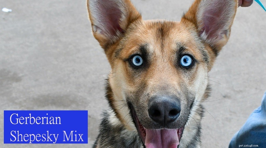 Top 10 Siberian Husky Mix Breeds: A Trusted Guide to Popular Husky Crosses