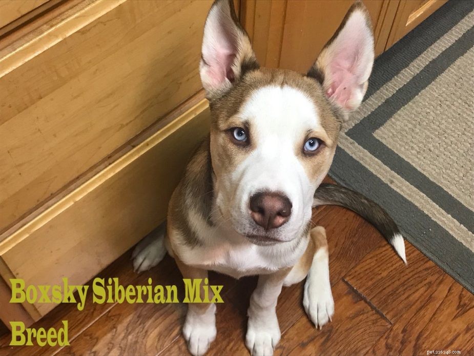 Top 10 Siberian Husky Mix Breeds: A Trusted Guide to Popular Husky Crosses