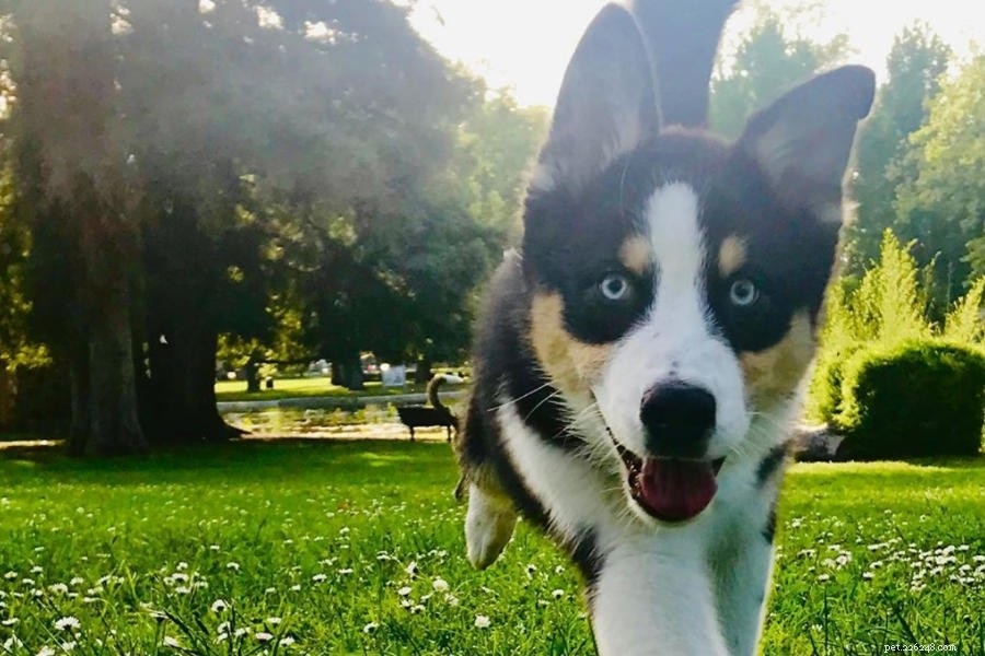 Top 10 Siberian Husky Mix Breeds: A Trusted Guide to Popular Husky Crosses