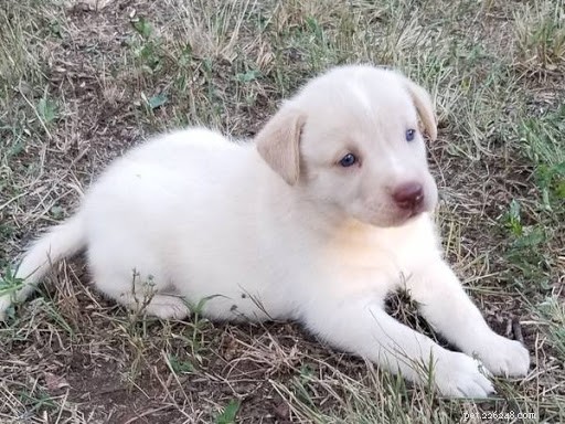 Top 10 Siberian Husky Mix Breeds: A Trusted Guide to Popular Husky Crosses
