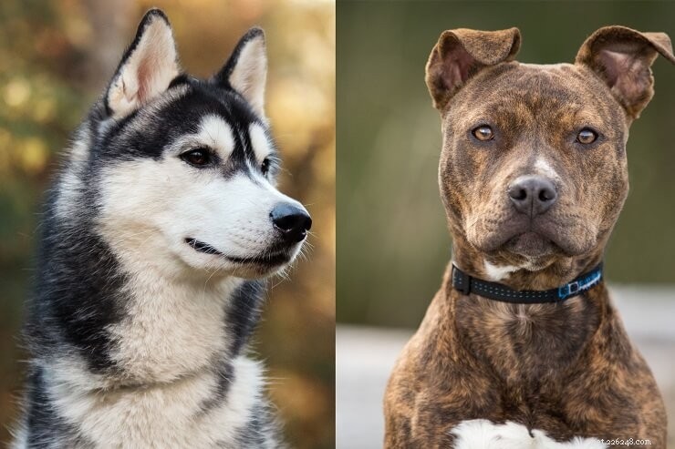 Top 10 Siberian Husky Mix Breeds: A Trusted Guide to Popular Husky Crosses