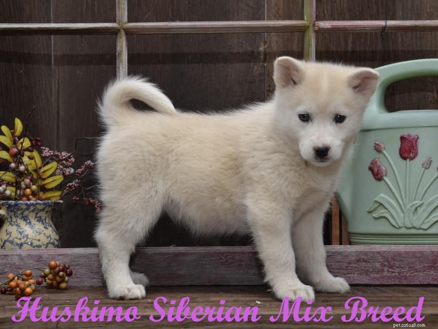 Top 10 Siberian Husky Mix Breeds: A Trusted Guide to Popular Husky Crosses