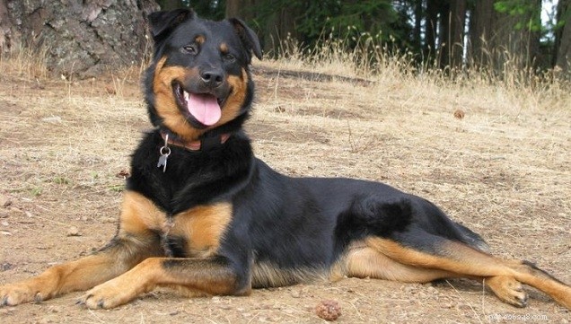 German Shepherd-Husky and German Shepherd-Rottweiler Mixes: Traits, Similarities & Differences