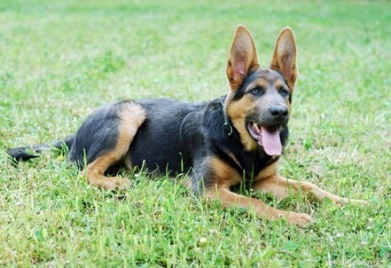 German Shepherd-Husky and German Shepherd-Rottweiler Mixes: Traits, Similarities & Differences