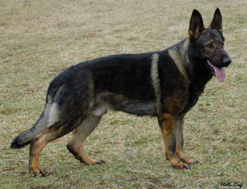 Discover the Unique Traits of the German Shepherd–Husky Mix