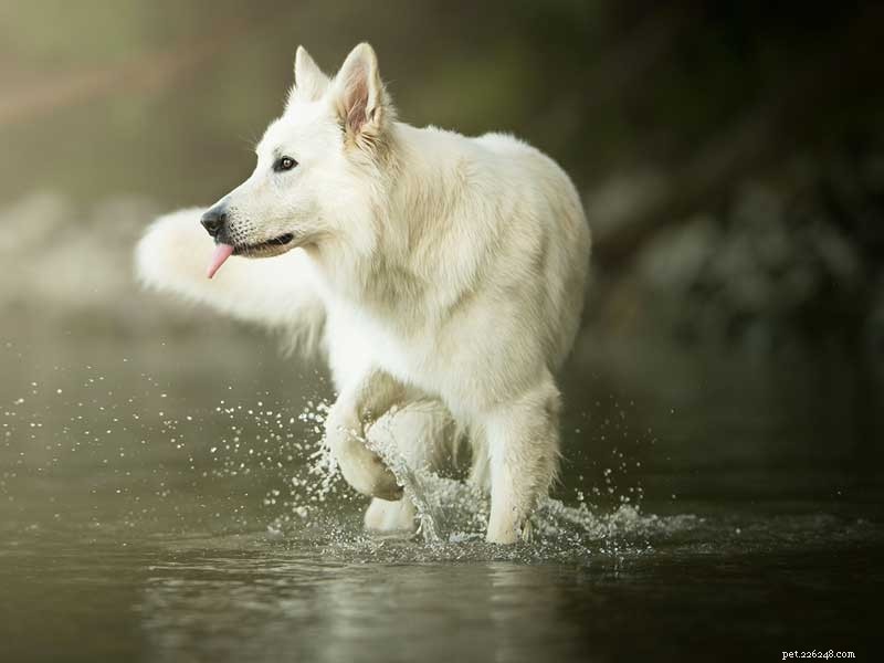 Discover the Unique Traits of the German Shepherd–Husky Mix