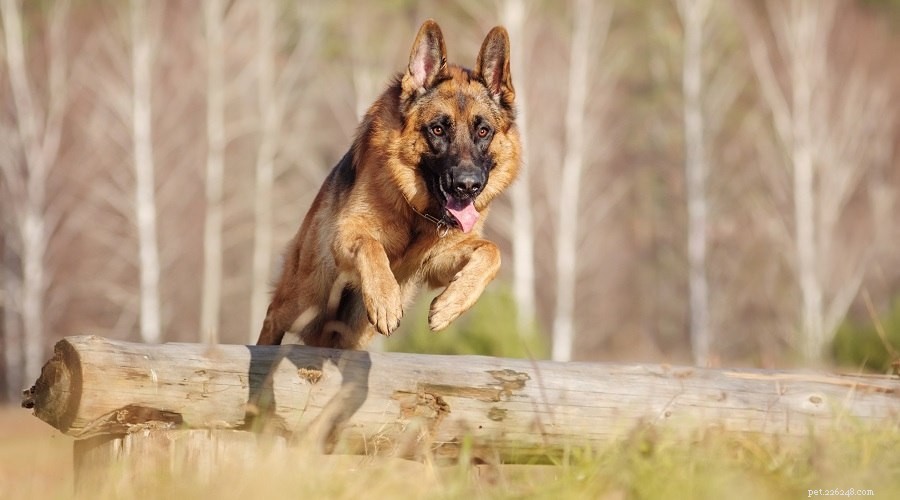 Discover the Unique Traits of the German Shepherd–Husky Mix