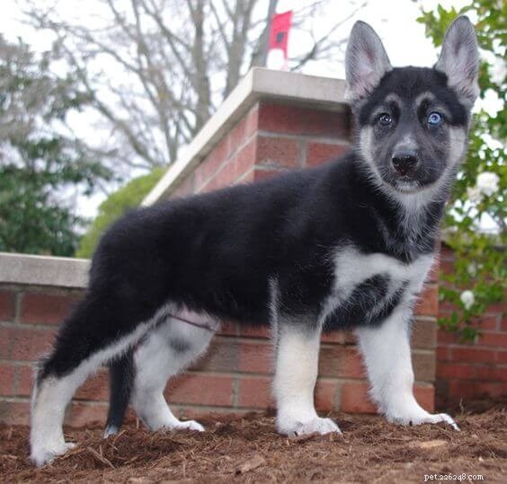 Discover the Unique Traits of the German Shepherd–Husky Mix