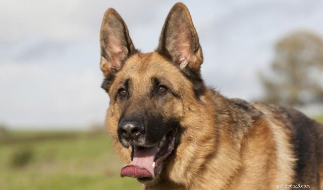Discover the Unique Traits of the German Shepherd–Husky Mix