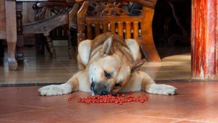 5 Hidden Risks That Could Harm Your German Shepherd–Husky Mix
