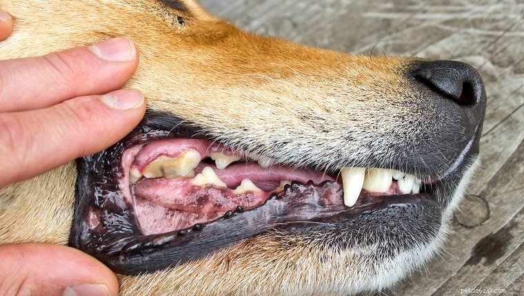5 Hidden Risks That Could Harm Your German Shepherd–Husky Mix